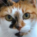 dowager-empress avatar