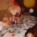 downpour-of-shelter avatar