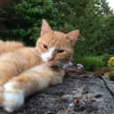 downtownkitten avatar