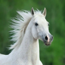 dr-henry-troy avatar