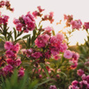 draagonprincess avatar