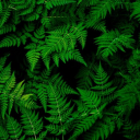 dracenanature666 avatar