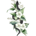 dracos-darlings avatar