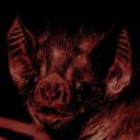draculas-favorite-bat avatar