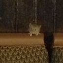 draggingthehorse-blog avatar