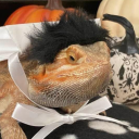 dragon-elvis avatar