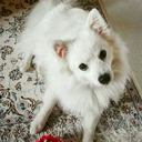 dragon-empress-one avatar