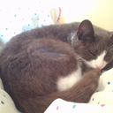 dragon-feathers avatar