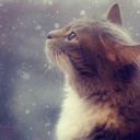 dragon-flys-blog avatar