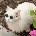 dragon-knuckles avatar