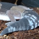 dragon-master-daniel avatar