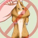 dragonbe-laggin avatar