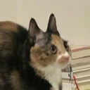 dragonclaw044 avatar