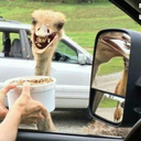 dragoncrafter54 avatar