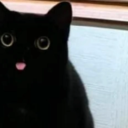 dragondevinity avatar