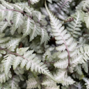 dragonexplorations avatar