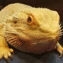 dragonfire15699 avatar