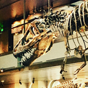 dragonfireonthehorizon avatar