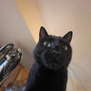 dragonfireroses avatar