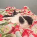 dragonflowerpatch avatar