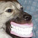 dragonflowers avatar