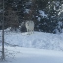 dragonfly0808 avatar