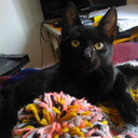 dragonflycika-blog avatar