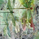 dragonflyfaeriesteed avatar