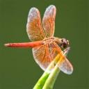 dragonflylover545 avatar