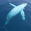 dragonflyqueenofhearts avatar