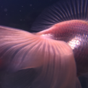 dragonflyyforest avatar