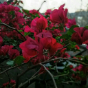 dragonfruityy avatar