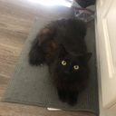 dragonkingyeba avatar