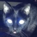 dragonkittyipod avatar