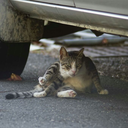 dragonknighter-blog avatar