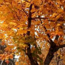 dragonlazuli-blog avatar