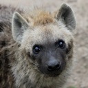 dragonlordrevan avatar