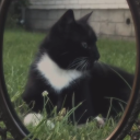 dragonmothworld avatar