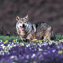 dragonobsession avatar