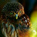 dragonqueen34 avatar