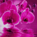 dragonridernoobie avatar