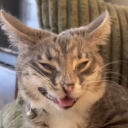 dragons-element avatar