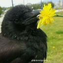 dragonsandtoast avatar