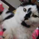 dragonsarereall avatar