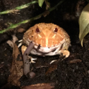 dragonsflame117 avatar