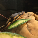 dragonsnek avatar