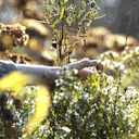 dragonsofmine avatar