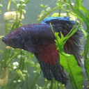 dragonthebetta-blog avatar