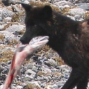 dragonthingclaws avatar