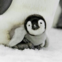 drama-penguins avatar